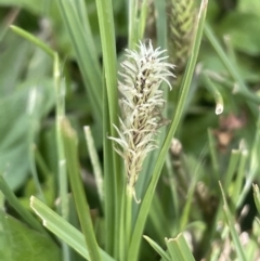 Carex breviculmis (Short-Stem Sedge) at Wambrook, NSW - 23 Nov 2023 by JaneR