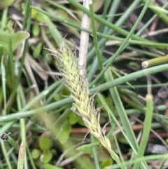 Carex breviculmis at Wambrook, NSW - 23 Nov 2023