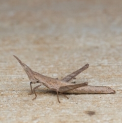 Keyacris scurra (Key's Matchstick Grasshopper) at Murrumbateman, NSW - 27 Nov 2023 by amiessmacro