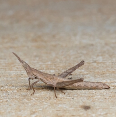 Keyacris scurra (Key's Matchstick Grasshopper) at Murrumbateman, NSW - 27 Nov 2023 by amiessmacro