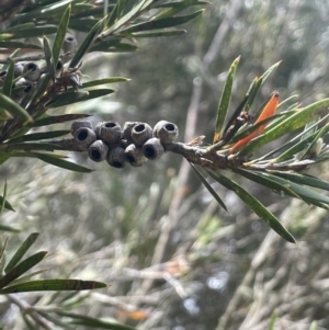 Callistemon sieberi at Wambrook, NSW - 23 Nov 2023