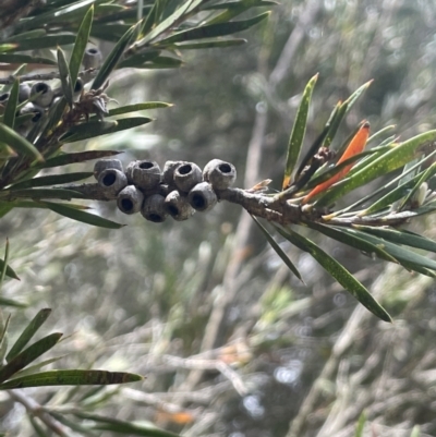 Callistemon sieberi (River Bottlebrush) at Wambrook, NSW - 23 Nov 2023 by JaneR