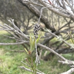 Callistemon sieberi at Wambrook, NSW - 23 Nov 2023