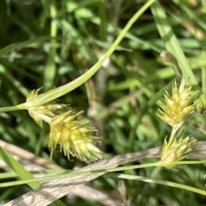 Carex inversa at Wambrook, NSW - 23 Nov 2023