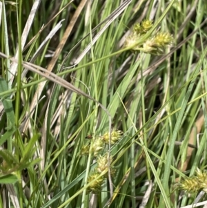 Carex inversa at Wambrook, NSW - 23 Nov 2023