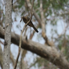 Cacomantis flabelliformis (Fan-tailed Cuckoo) at Woodlands - 21 Nov 2023 by Span102