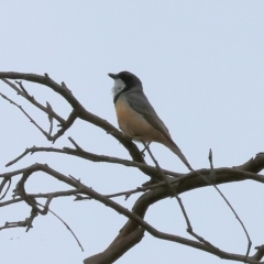 Pachycephala rufiventris (Rufous Whistler) at Wodonga, VIC - 24 Nov 2023 by KylieWaldon