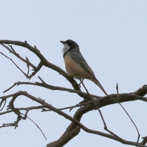 Pachycephala rufiventris at WREN Reserves - 25 Nov 2023