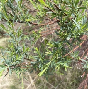 Pimelea pauciflora at Wambrook, NSW - 23 Nov 2023