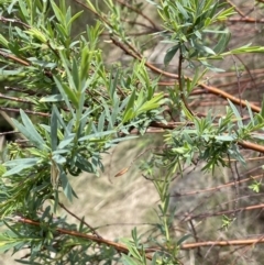 Pimelea pauciflora at Wambrook, NSW - 23 Nov 2023
