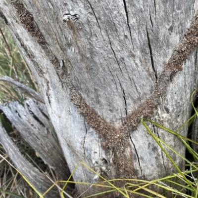 Papyrius sp. (genus) (A Coconut Ant) at Booth, ACT - 27 Nov 2023 by simonstratford