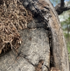 Papyrius sp. (genus) at Namadgi National Park - suppressed