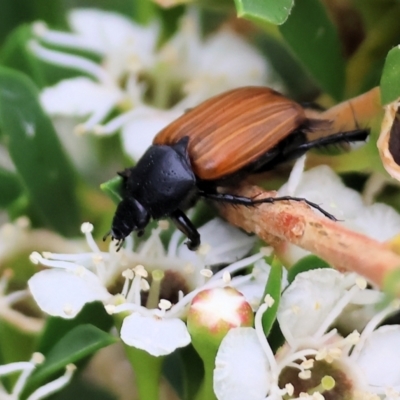 Phyllotocus rufipennis (Nectar scarab) at WREN Reserves - 25 Nov 2023 by KylieWaldon