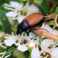 Phyllotocus rufipennis (Nectar scarab) at Wodonga - 24 Nov 2023 by KylieWaldon