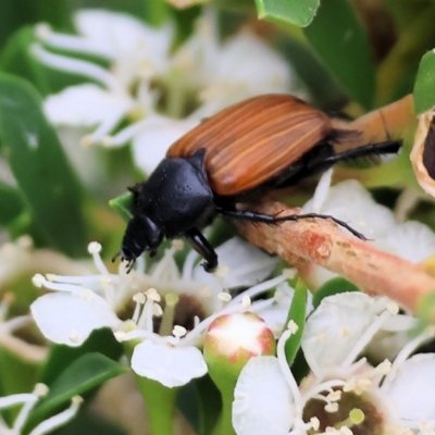 Phyllotocus rufipennis (Nectar scarab) at Wodonga, VIC - 24 Nov 2023 by KylieWaldon