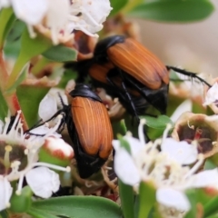 Phyllotocus rufipennis at WREN Reserves - 25 Nov 2023 10:26 AM