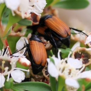 Phyllotocus rufipennis at WREN Reserves - 25 Nov 2023