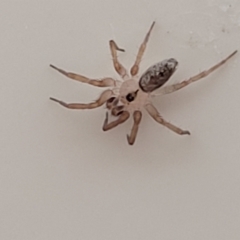 Oecobius navus (Midget house spider) at Sullivans Creek, Lyneham South - 27 Nov 2023 by trevorpreston