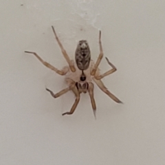 Oecobius navus at Sullivans Creek, Lyneham South - 27 Nov 2023