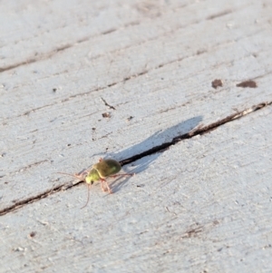 Eboo sp. (genus) at Lake George, NSW - 27 Nov 2023