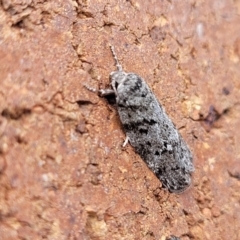 Philobota philostaura at Sullivans Creek, Lyneham South - 27 Nov 2023 12:58 PM