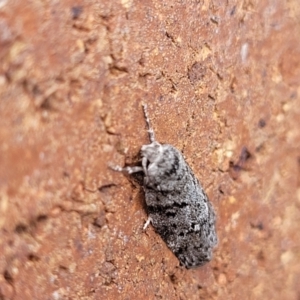 Philobota philostaura at Sullivans Creek, Lyneham South - 27 Nov 2023 12:58 PM