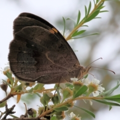 Heteronympha merope (Common Brown Butterfly) at Wodonga - 25 Nov 2023 by KylieWaldon