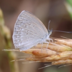 Unidentified Blue or Copper (Lycaenidae) at Wodonga, VIC - 24 Nov 2023 by KylieWaldon