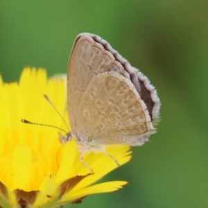 Zizina otis at WREN Reserves - 25 Nov 2023