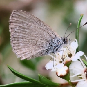 Zizina otis at WREN Reserves - 25 Nov 2023