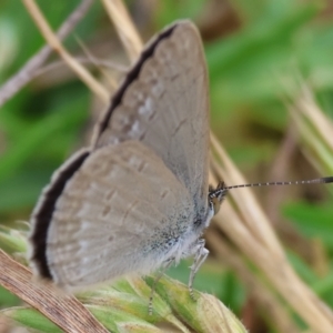 Zizina otis at WREN Reserves - 25 Nov 2023