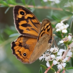 Heteronympha merope at Wodonga - 25 Nov 2023