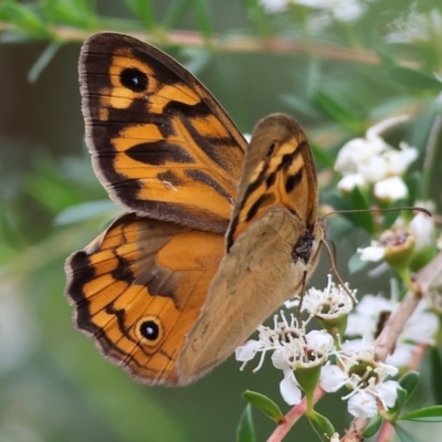 Heteronympha merope (Common Brown Butterfly) at WREN Reserves - 24 Nov 2023 by KylieWaldon