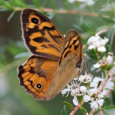 Heteronympha merope (Common Brown Butterfly) at Wodonga, VIC - 24 Nov 2023 by KylieWaldon