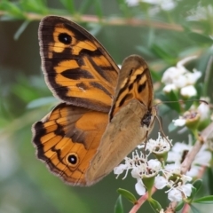 Heteronympha merope (Common Brown Butterfly) at Wodonga - 24 Nov 2023 by KylieWaldon