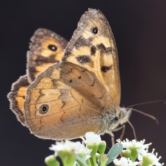 Heteronympha merope at Wodonga - 25 Nov 2023