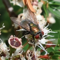 Lucilia cuprina at Wodonga - 26 Nov 2023