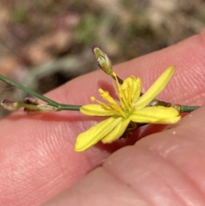 Tricoryne elatior at Mount Ainslie - 27 Nov 2023