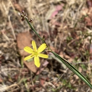 Tricoryne elatior at Mount Ainslie - 27 Nov 2023