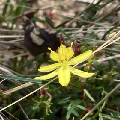 Tricoryne elatior (Yellow Rush Lily) at Majura, ACT - 27 Nov 2023 by SilkeSma