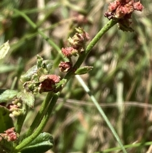 Gonocarpus tetragynus at Mount Ainslie - 27 Nov 2023