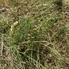 Gonocarpus tetragynus at Mount Ainslie - 27 Nov 2023