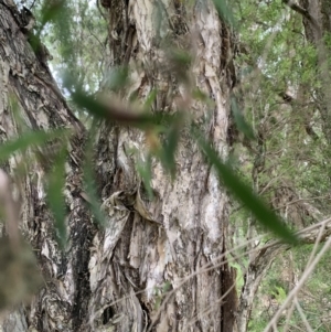 Melaleuca linariifolia at Taringa, QLD - 27 Nov 2023 04:30 PM