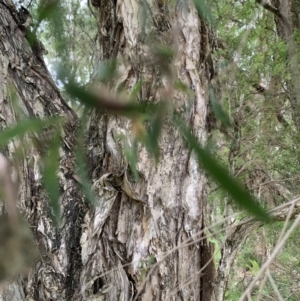 Melaleuca linariifolia at Taringa, QLD - 27 Nov 2023