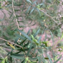 Melaleuca linariifolia at Taringa, QLD - 27 Nov 2023