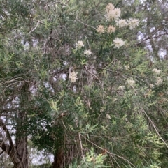 Melaleuca linariifolia at Taringa, QLD - 27 Nov 2023 04:30 PM