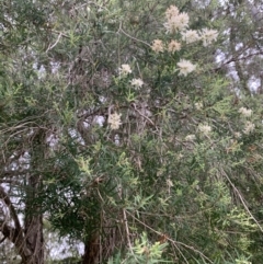 Melaleuca linariifolia at Taringa, QLD - 27 Nov 2023