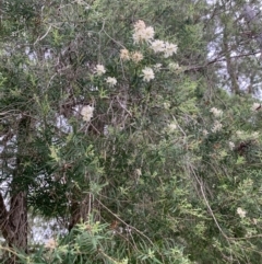 Melaleuca linariifolia at Taringa, QLD - 27 Nov 2023