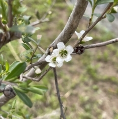 Leptospermum obovatum (River Tea Tree) at Wambrook, NSW - 23 Nov 2023 by JaneR