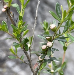 Leptospermum obovatum at Wambrook, NSW - 23 Nov 2023